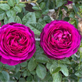 Twilight Zone Grandiflora Rose