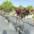 Twilight Zone Grandiflora Rose