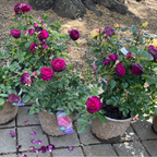Twilight Zone Rose
