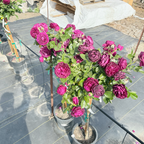 Twilight Zone Rose