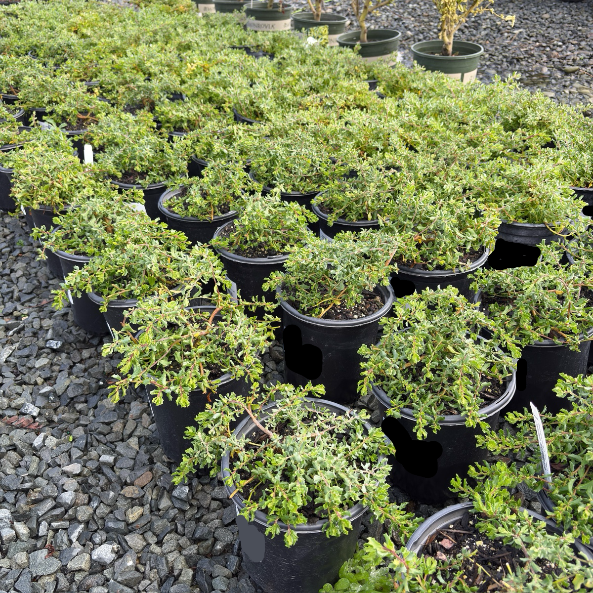 Twin Peaks Coyote Brush (Baccharis pilularis 'Twin Peaks