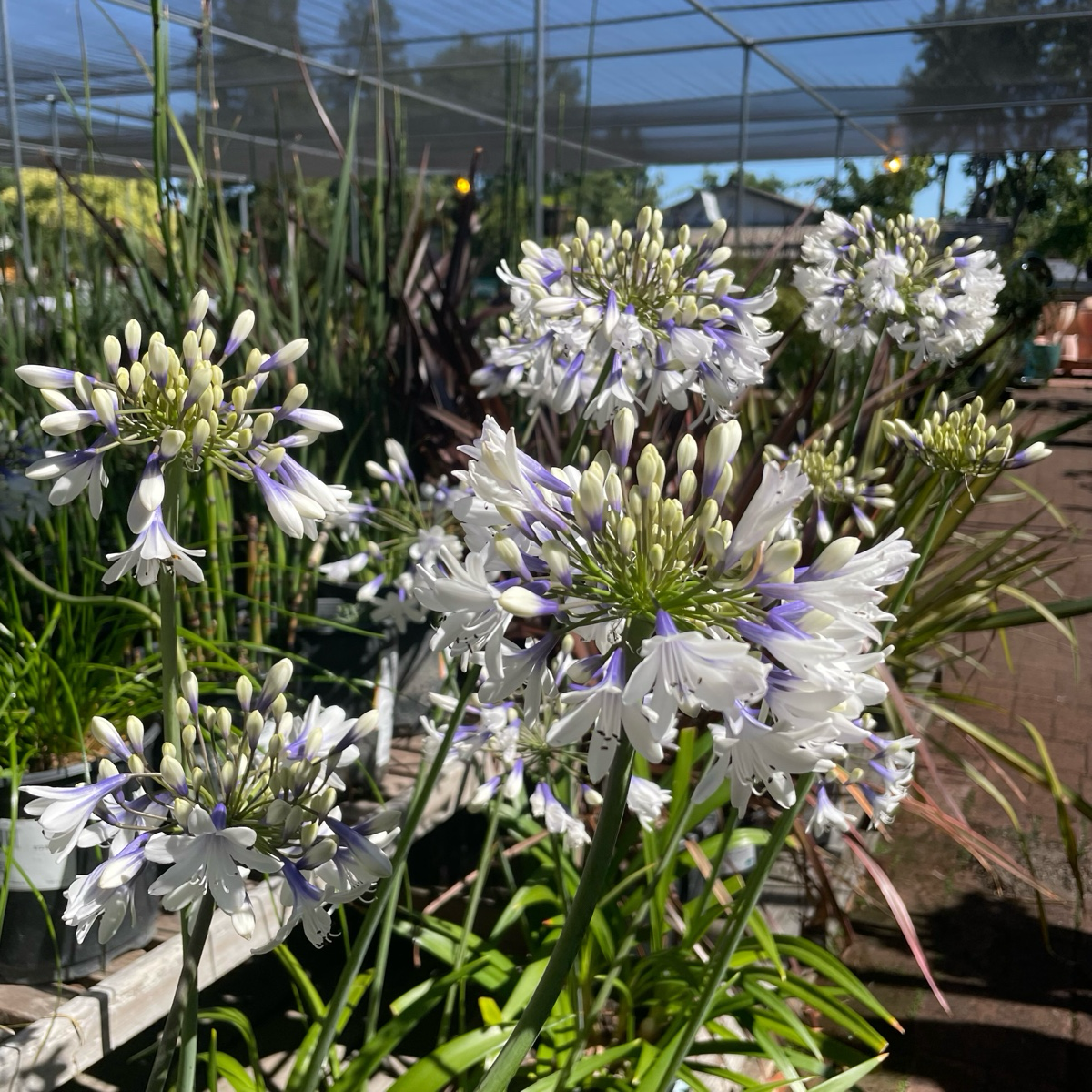 Twister PP Lily of the Nile