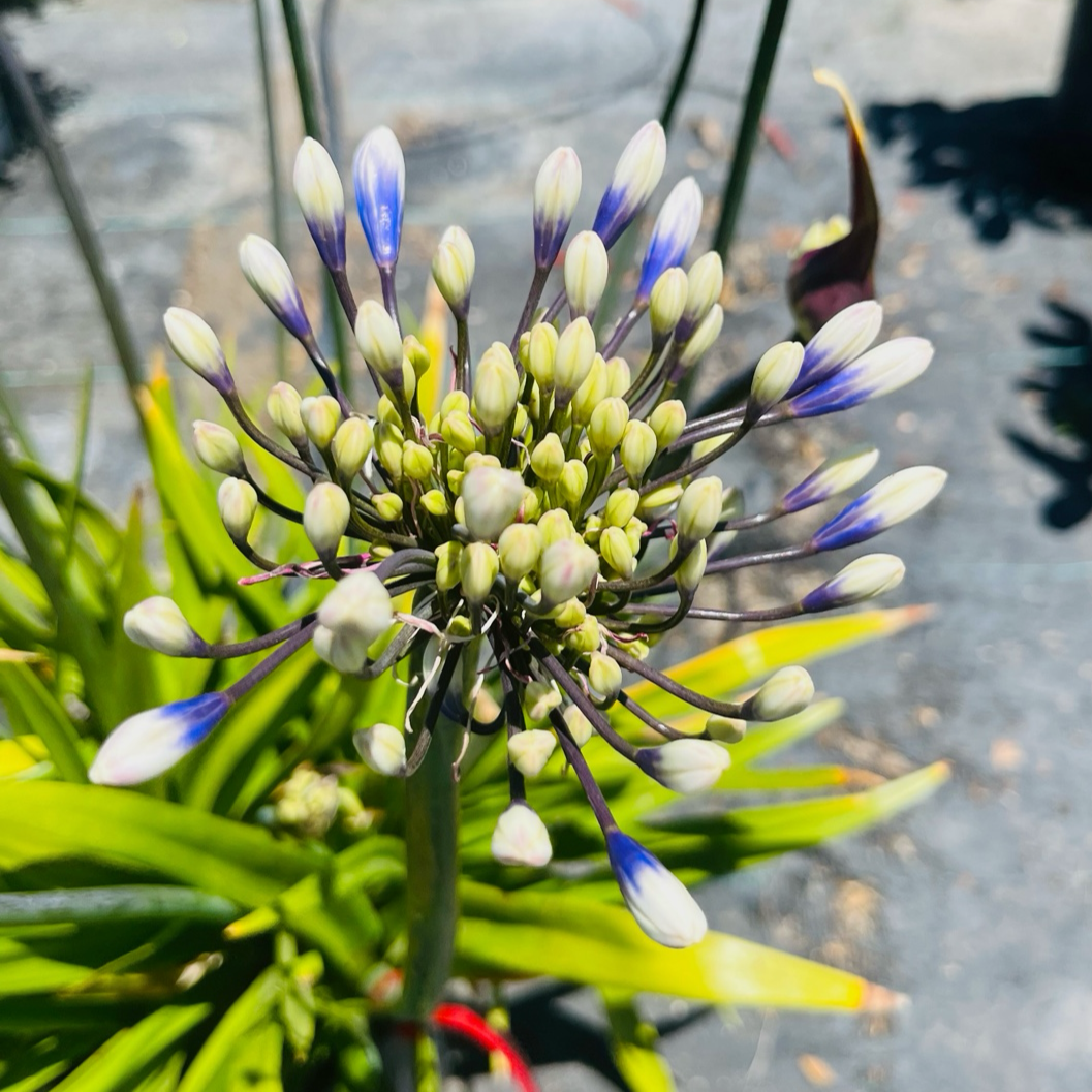 Twister PP Lily of the Nile