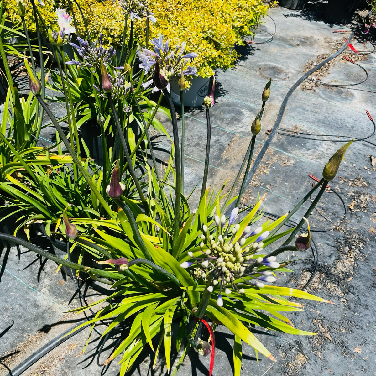 Twister PP Lily of the Nile