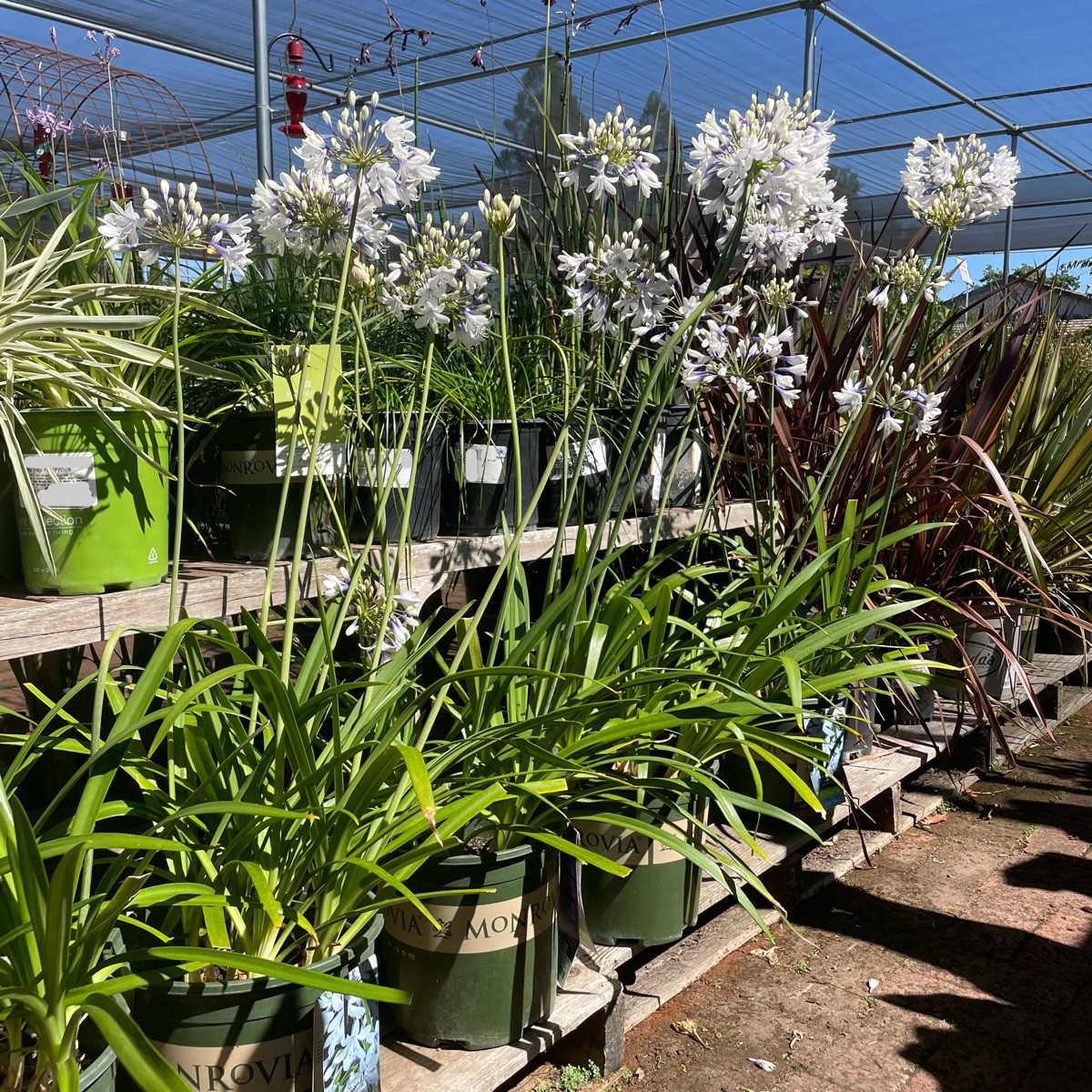 Twister PP Lily of the Nile