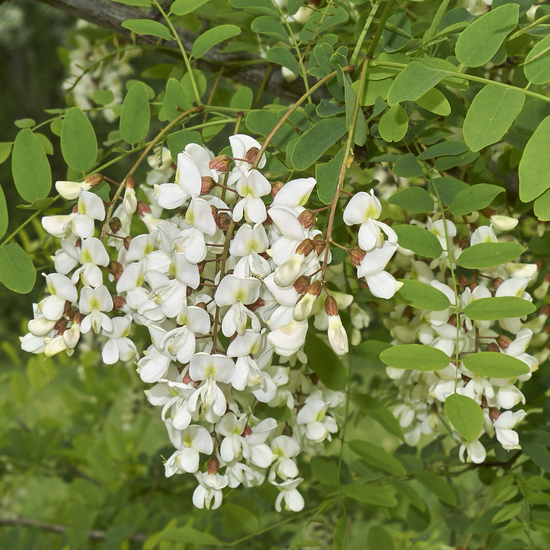 Twisty Baby ® Dwarf Black Locust