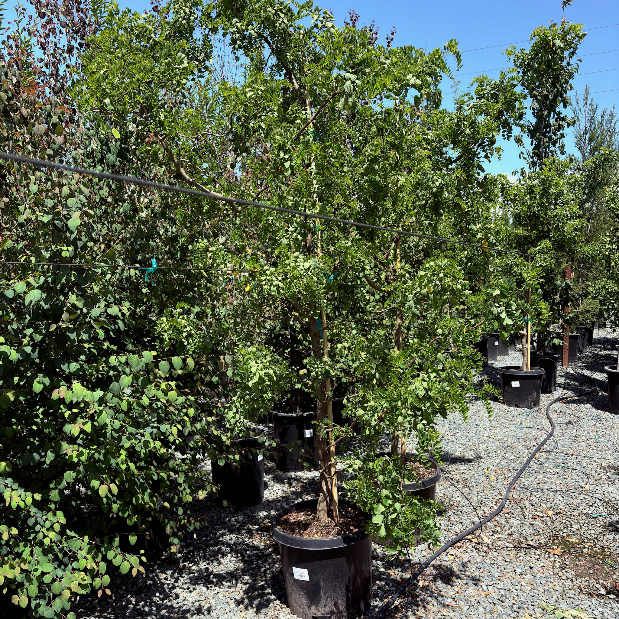 Twisty Baby ® Dwarf Black Locust