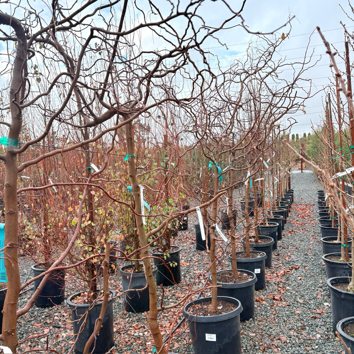 Twisty Baby ® Dwarf Black Locust