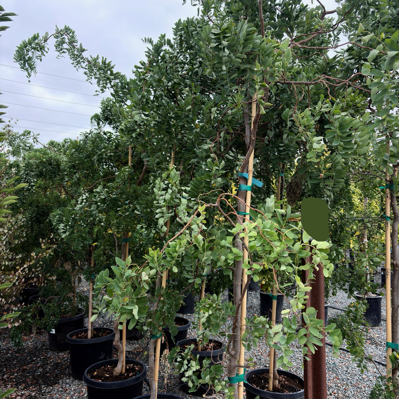 Twisty Baby ® Dwarf Black Locust