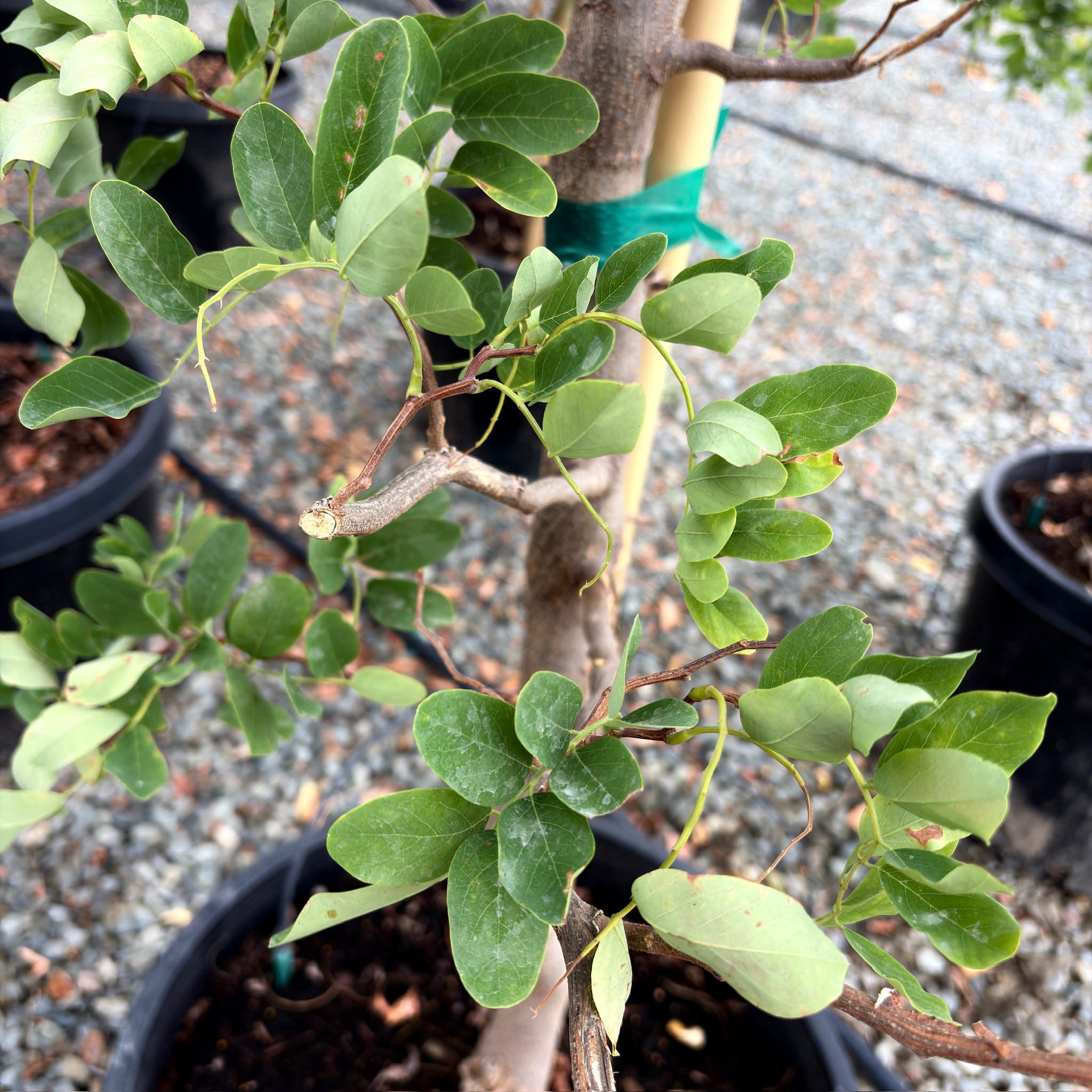 Twisty Baby ® Dwarf Black Locust