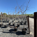 Twisty Baby Dwarf Black Locust