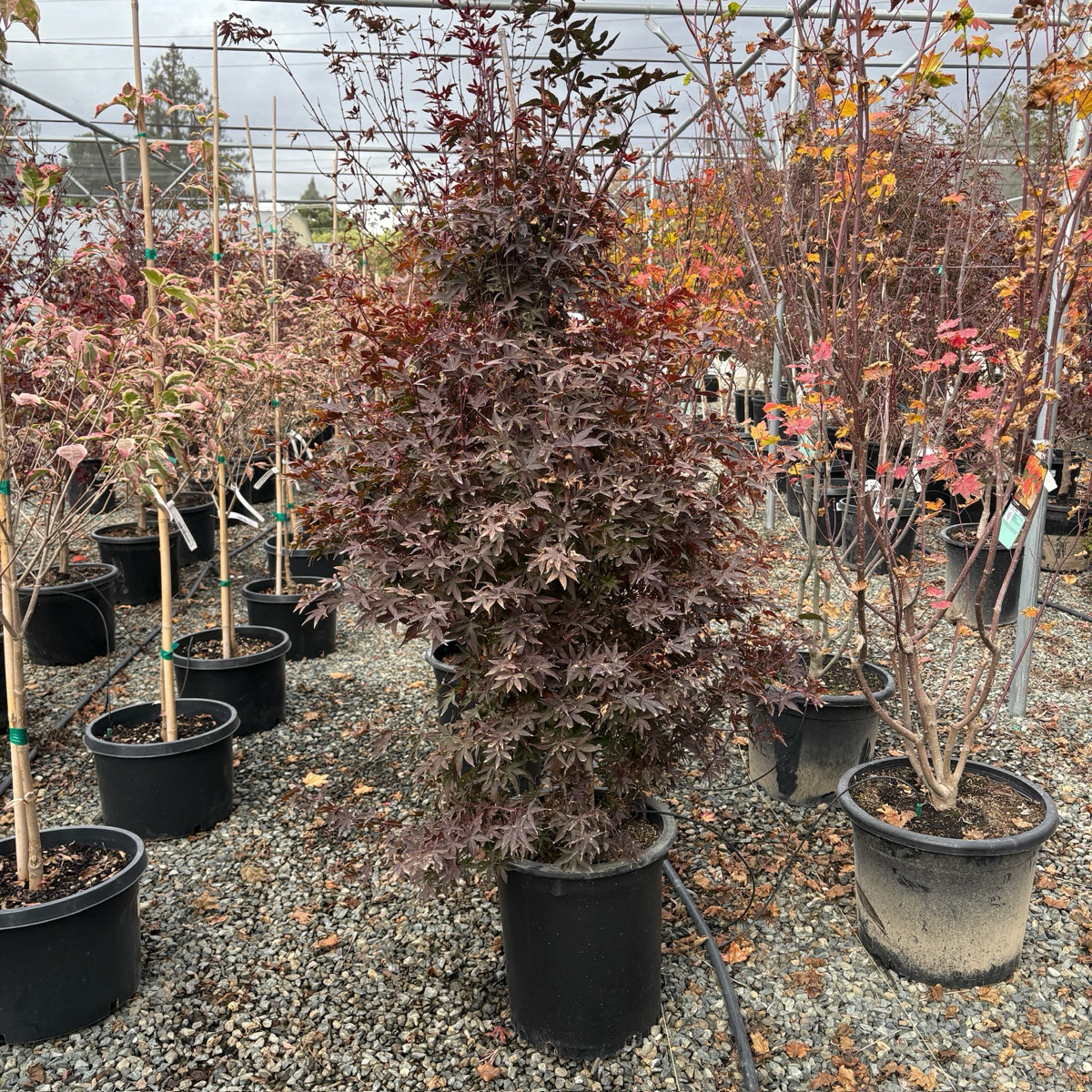 Twombly's Red Sentinel Japanese Maple | Columnar Red Acer Palmatum