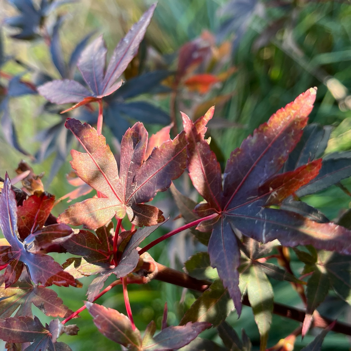 Close-up of red and green leaves on Twombly's Red Sentinel Japanese Maple