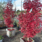 Twombly's Red Sentinel Japanese Maple