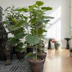Umbrella Fig