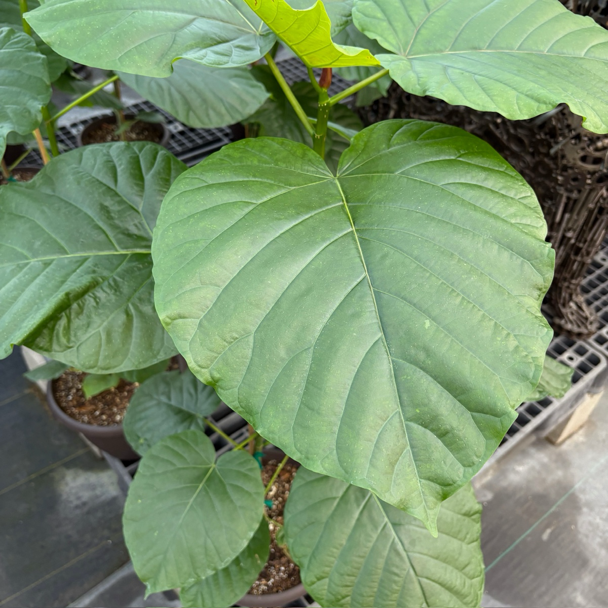 Umbrella Fig