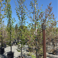 Upright European Hornbeam