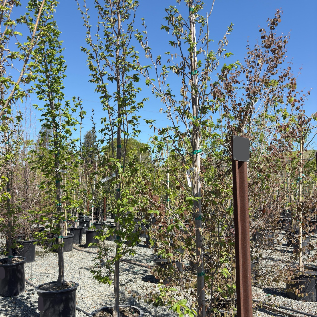 Upright European Hornbeam