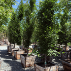 Upright European Hornbeam