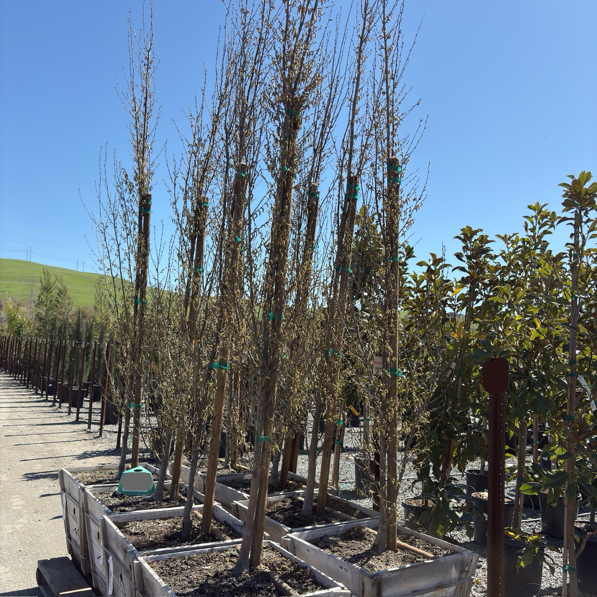 Upright European Hornbeam