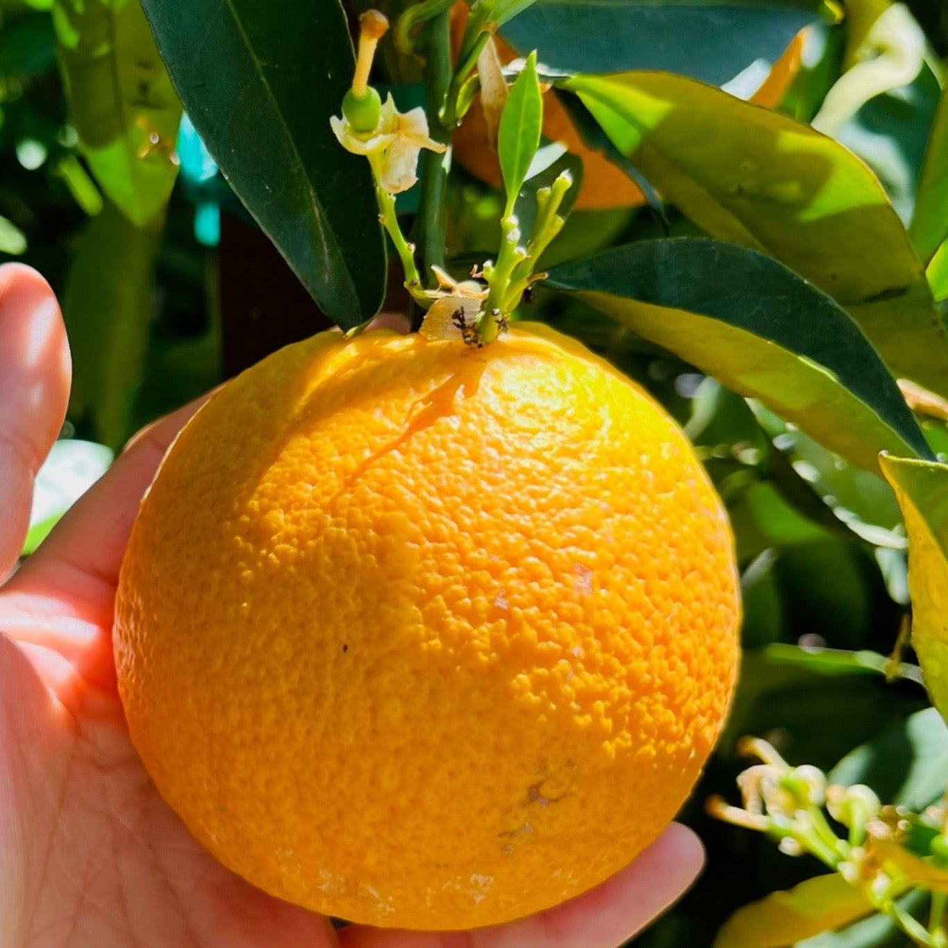 Valencia Orange Tree | Juicy Classic Sweet Orange – Victory Nursery