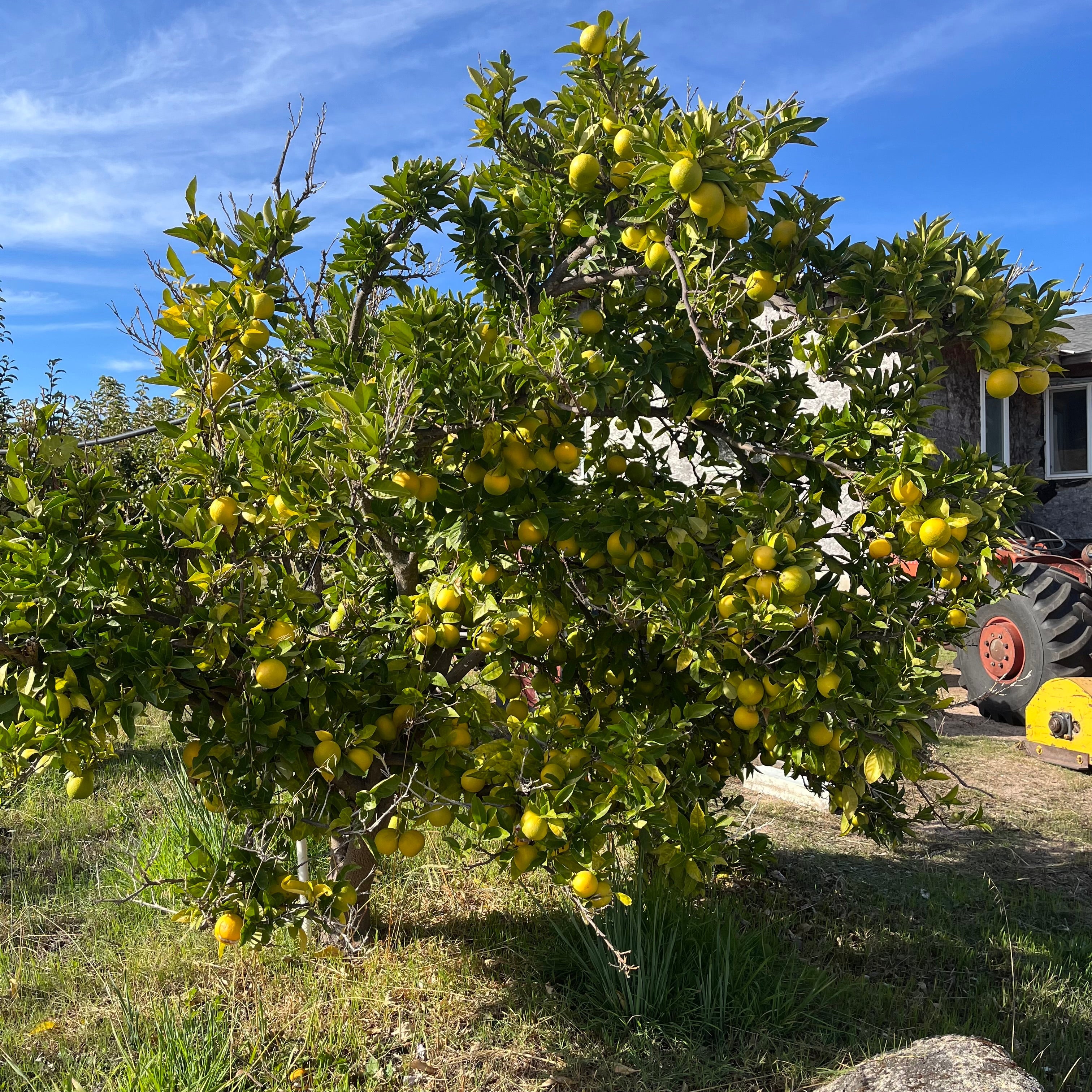 Valencia  Drawf Orange