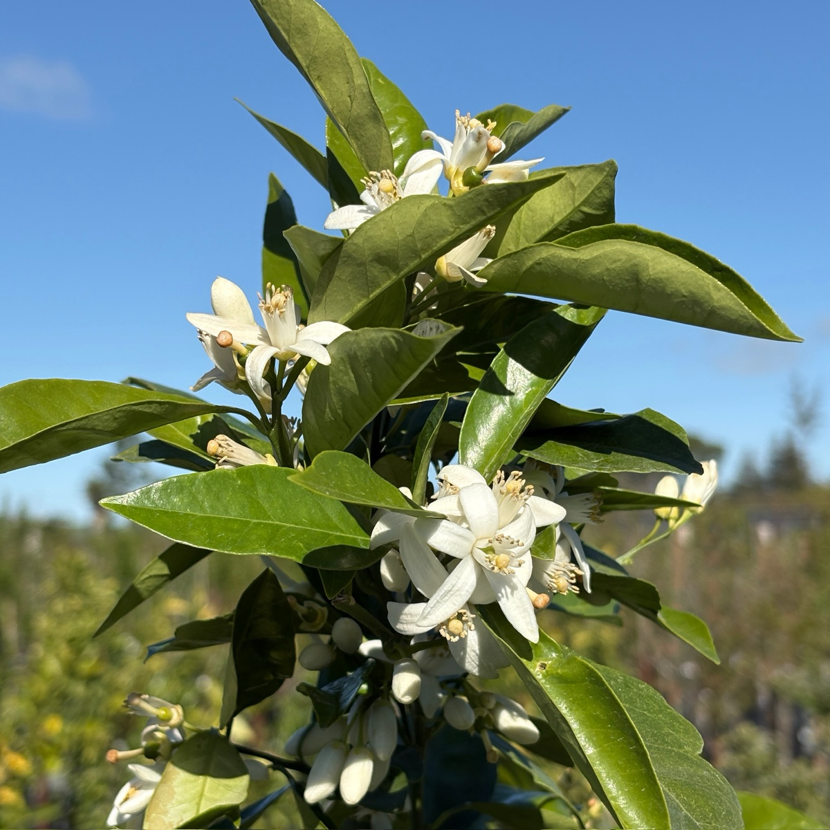 Valencia  Drawf Orange