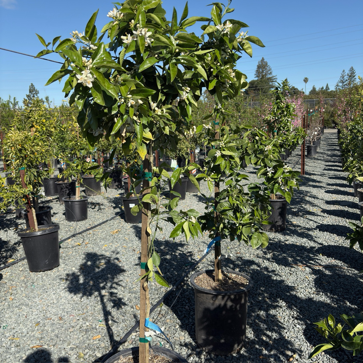 Valencia  Drawf Orange