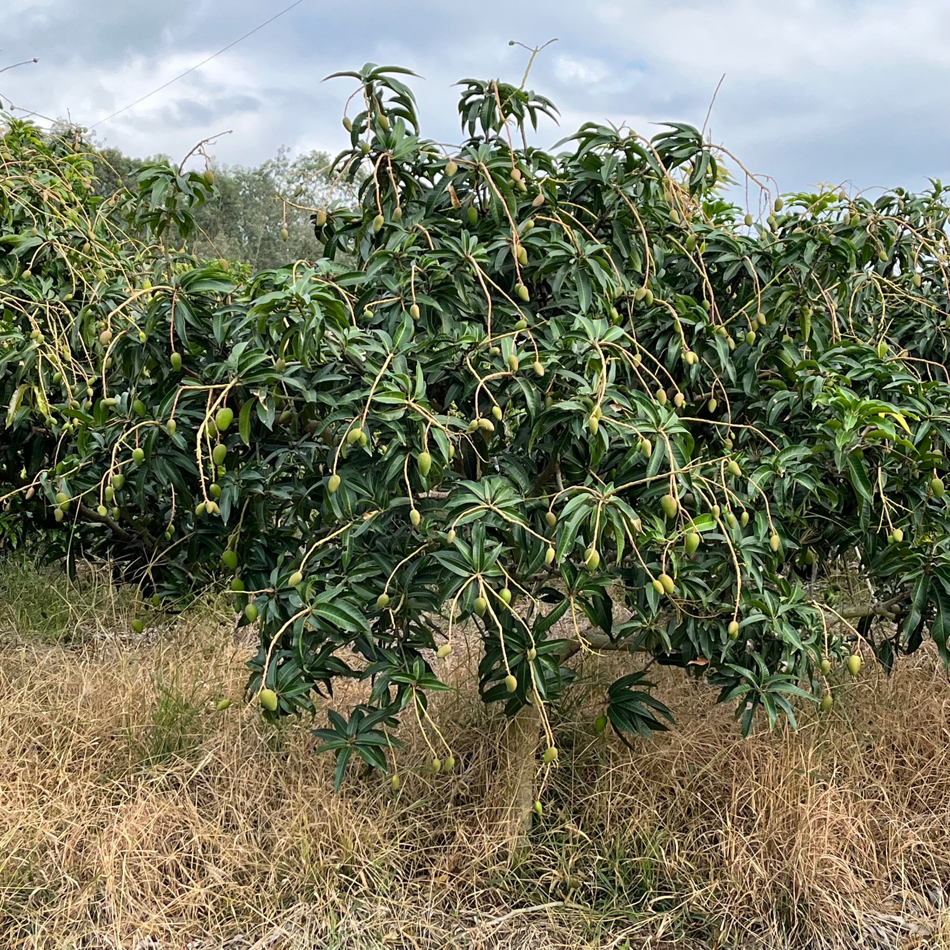 Mango tree with fruits on a dry field