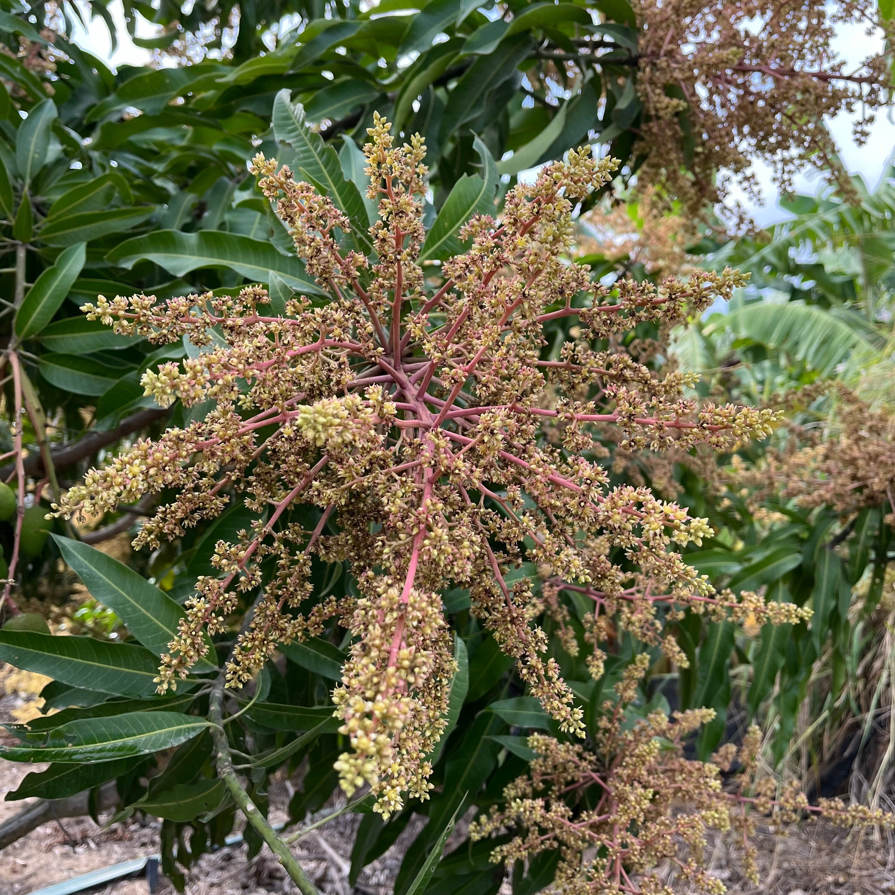 Mature mangoes on a tree with green leaves