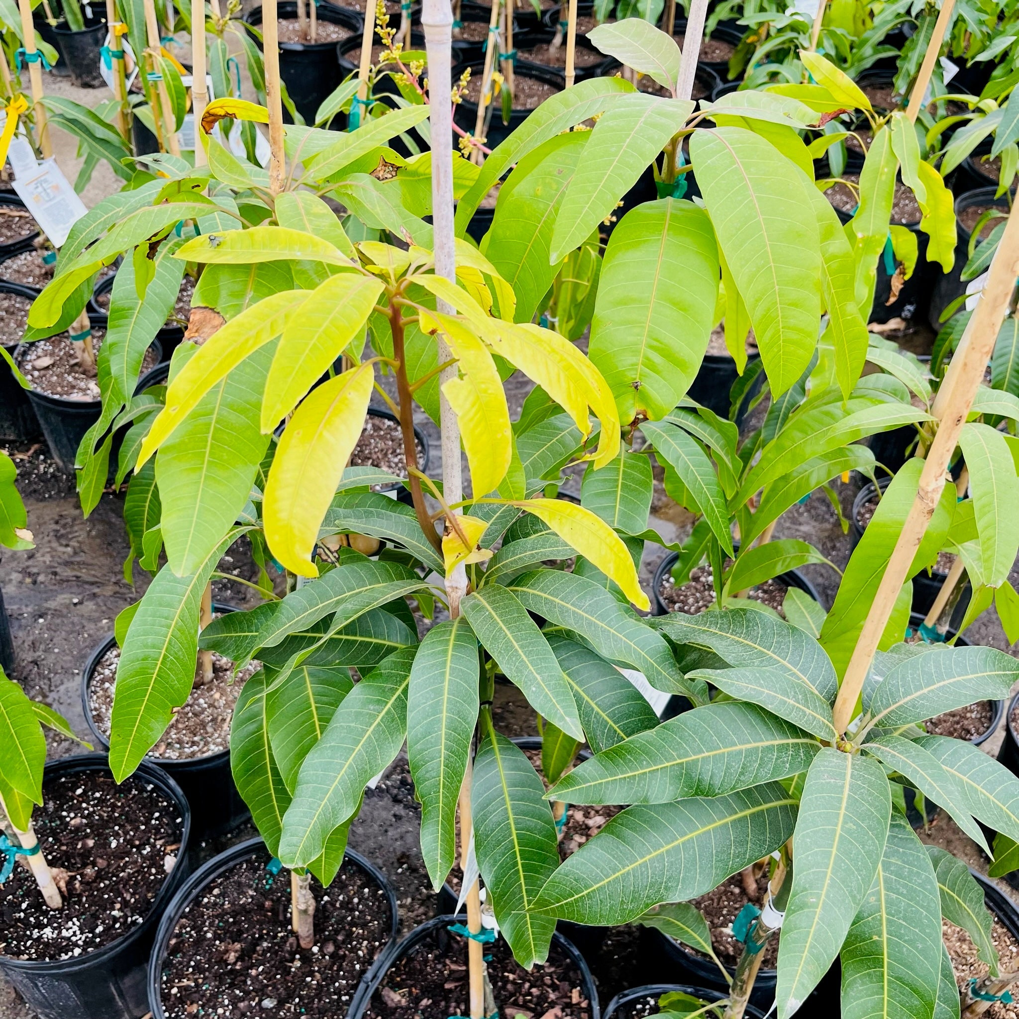 Mature Valencia Pride Mango plant with green leaves in a nursery setting
