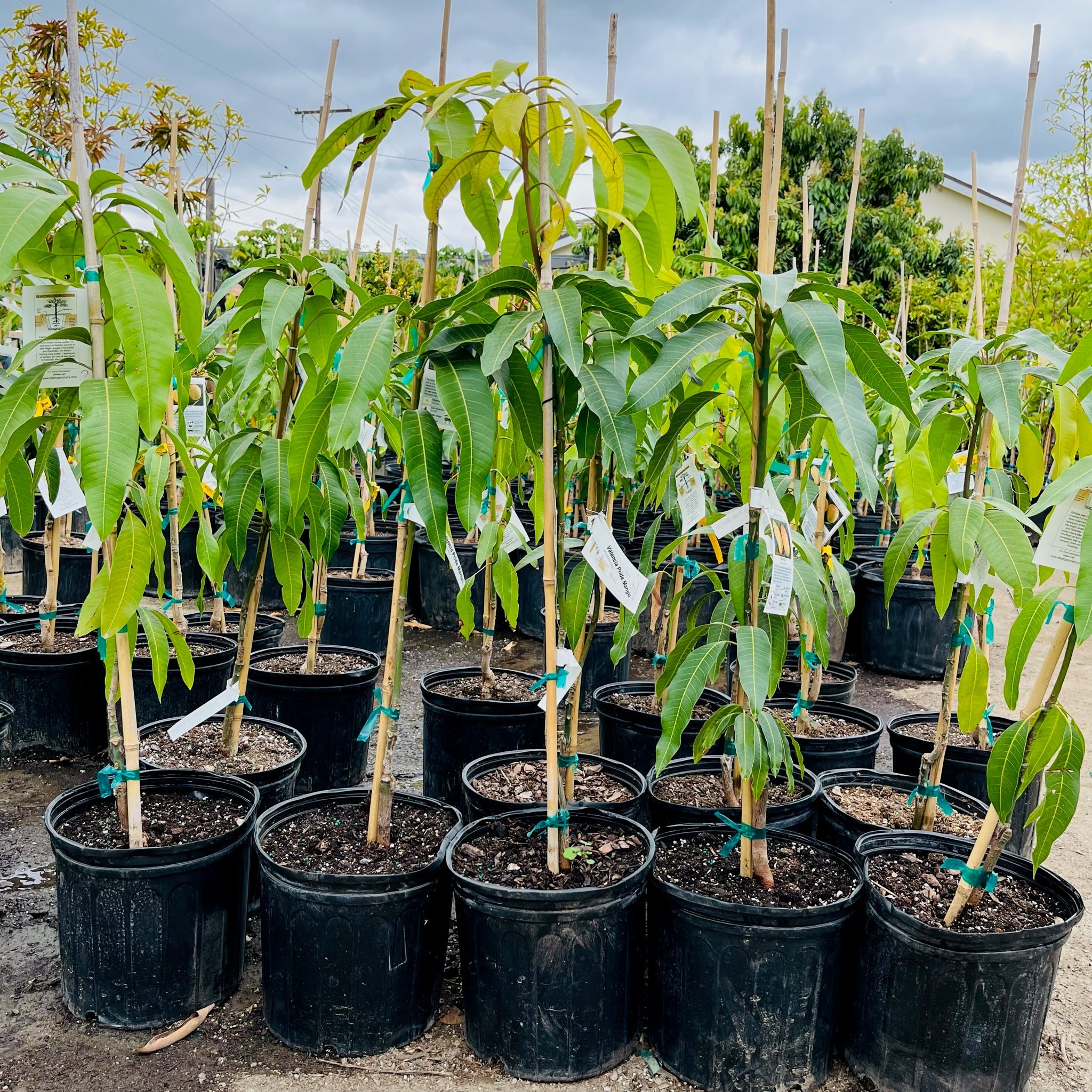 Row of young Valencia Pride Mango trees in black pots with green leaves, set against a natural outdoor background.