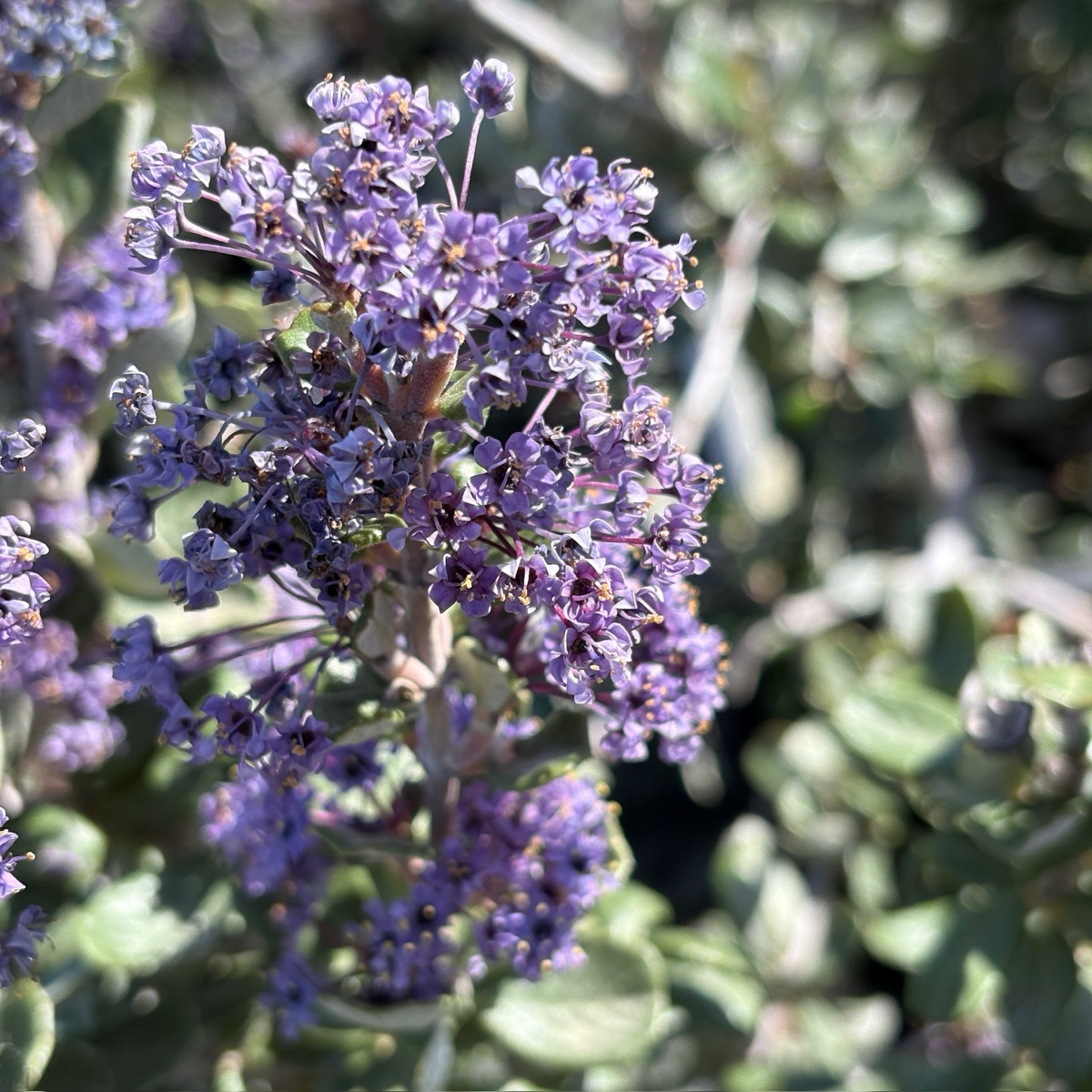 Close-up of Valley Violet California Lilac with green leaves in the background