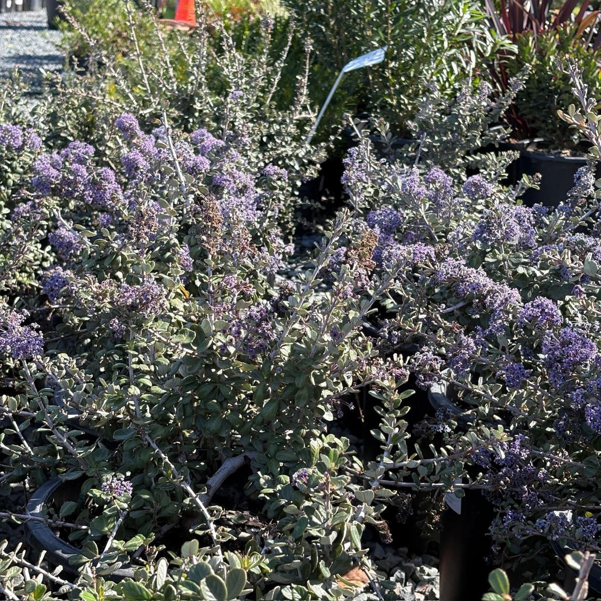 Purple flowering Valley Violet California Lilac in a garden setting