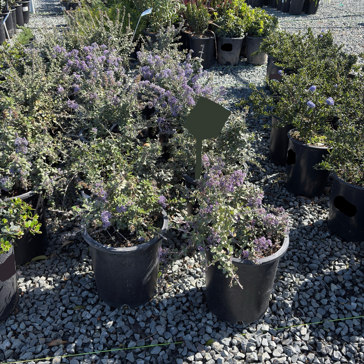 Potted Valley Violet California Lilac with purple flowers on a gravel surface