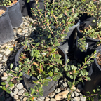 Valley Violet California Lilac