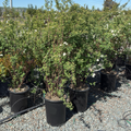 Van Houtte's Spirea