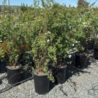 Van Houtte's Spirea