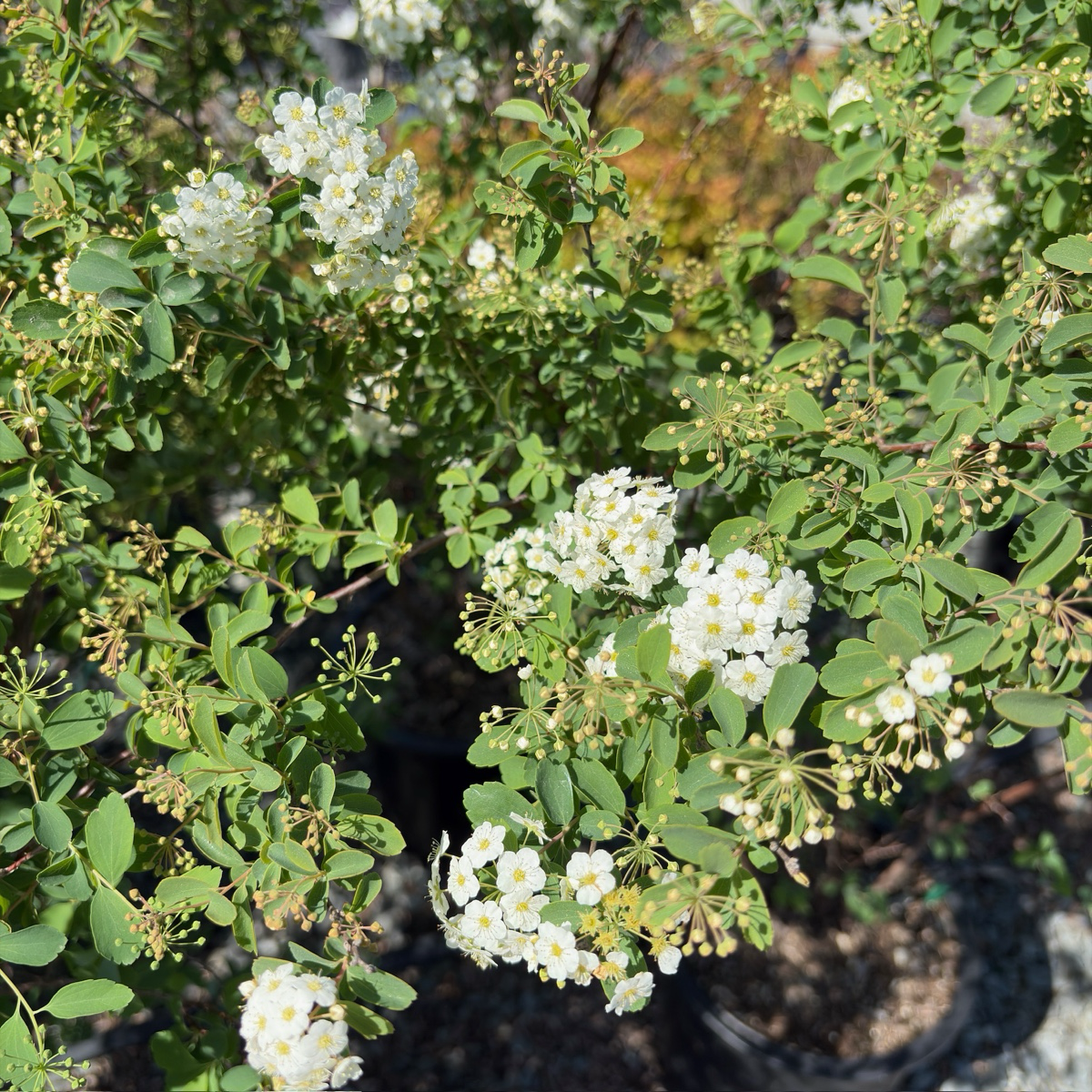Van Houtte's Spirea