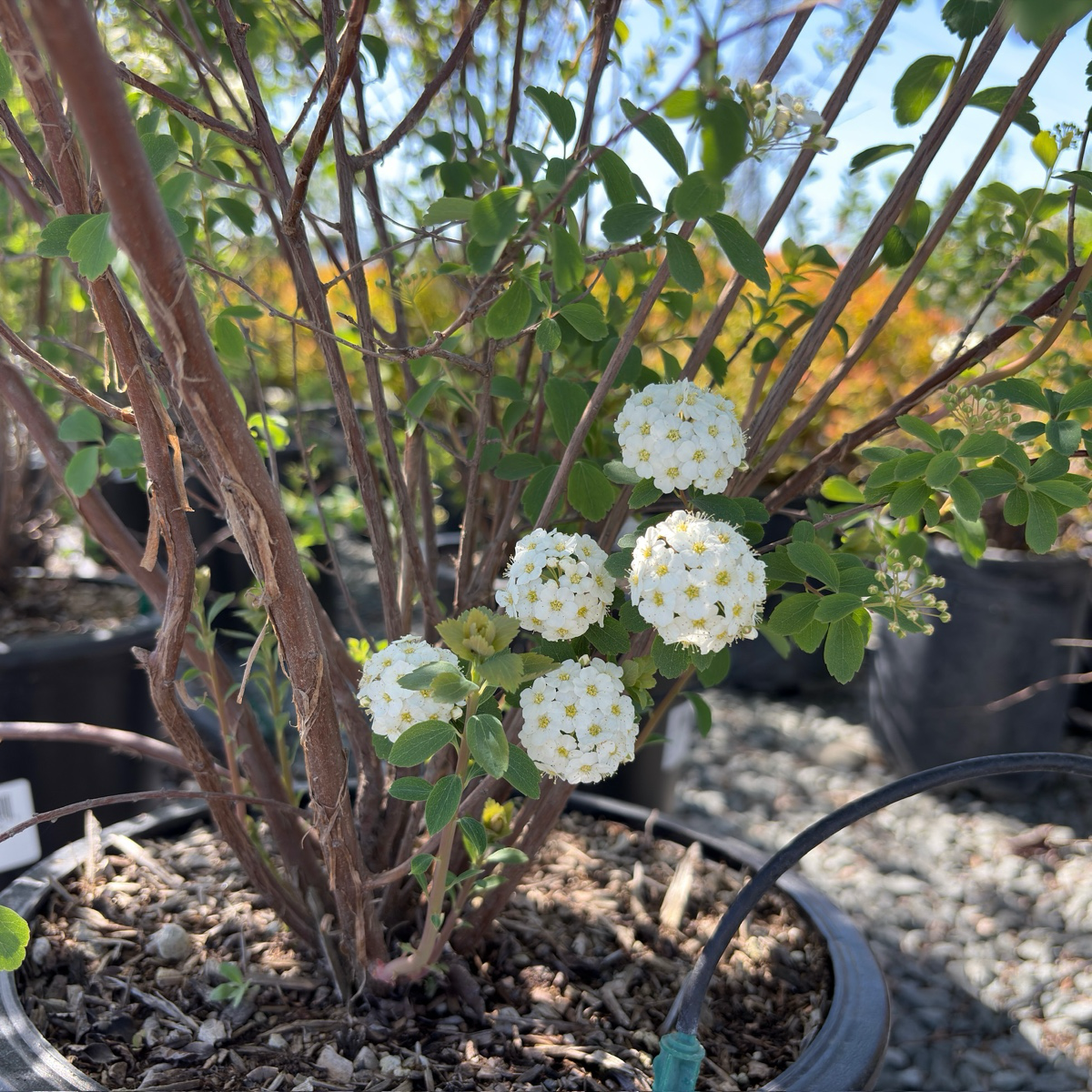 Van Houtte's Spirea
