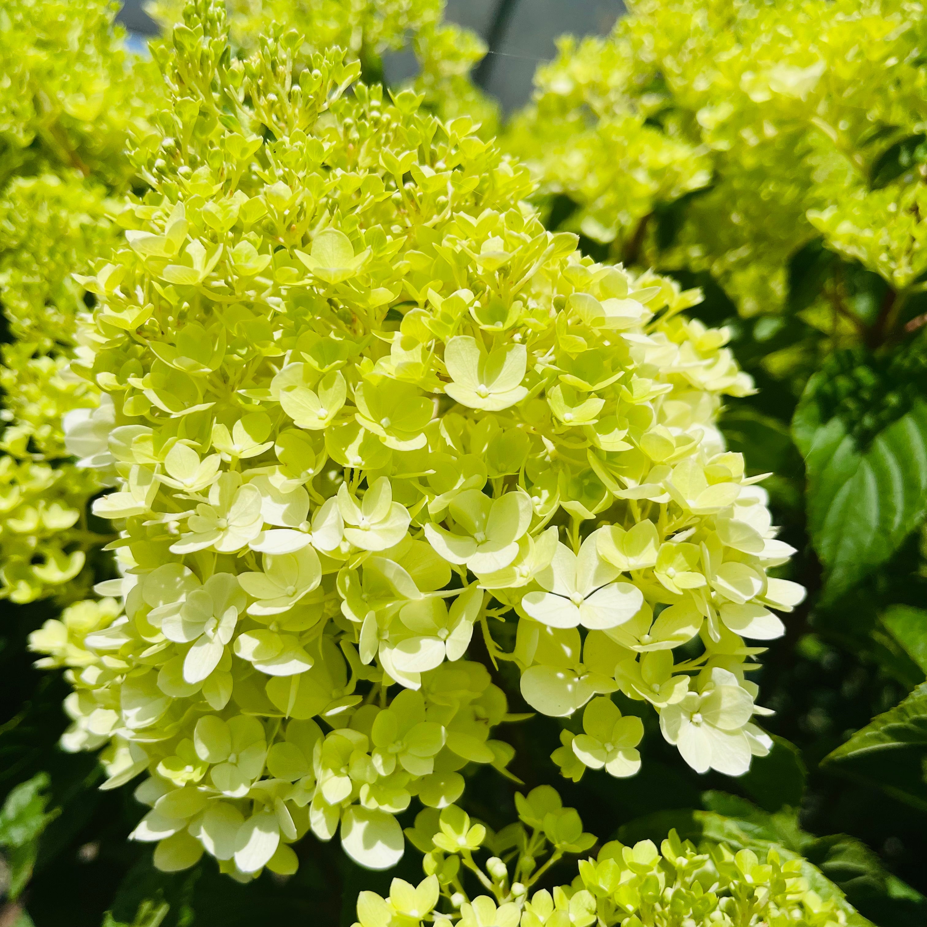 Vanilla Strawberry FE®Hydrangea