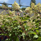 Vanilla Strawberry FE®Hydrangea