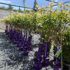 Vanilla Strawberry FE®Hydrangea