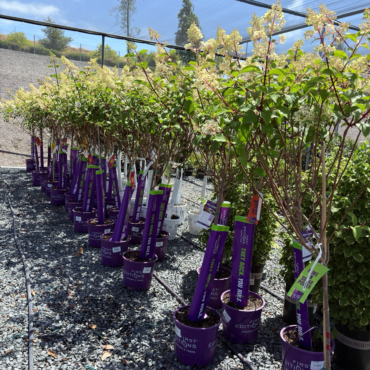 Vanilla Strawberry FE®Hydrangea
