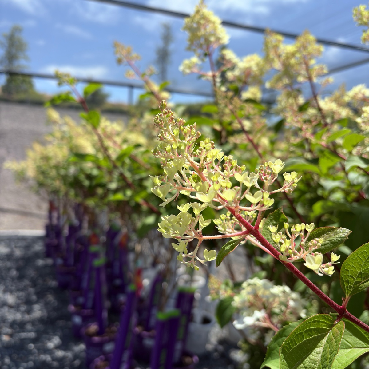 Vanilla Strawberry FE®Hydrangea