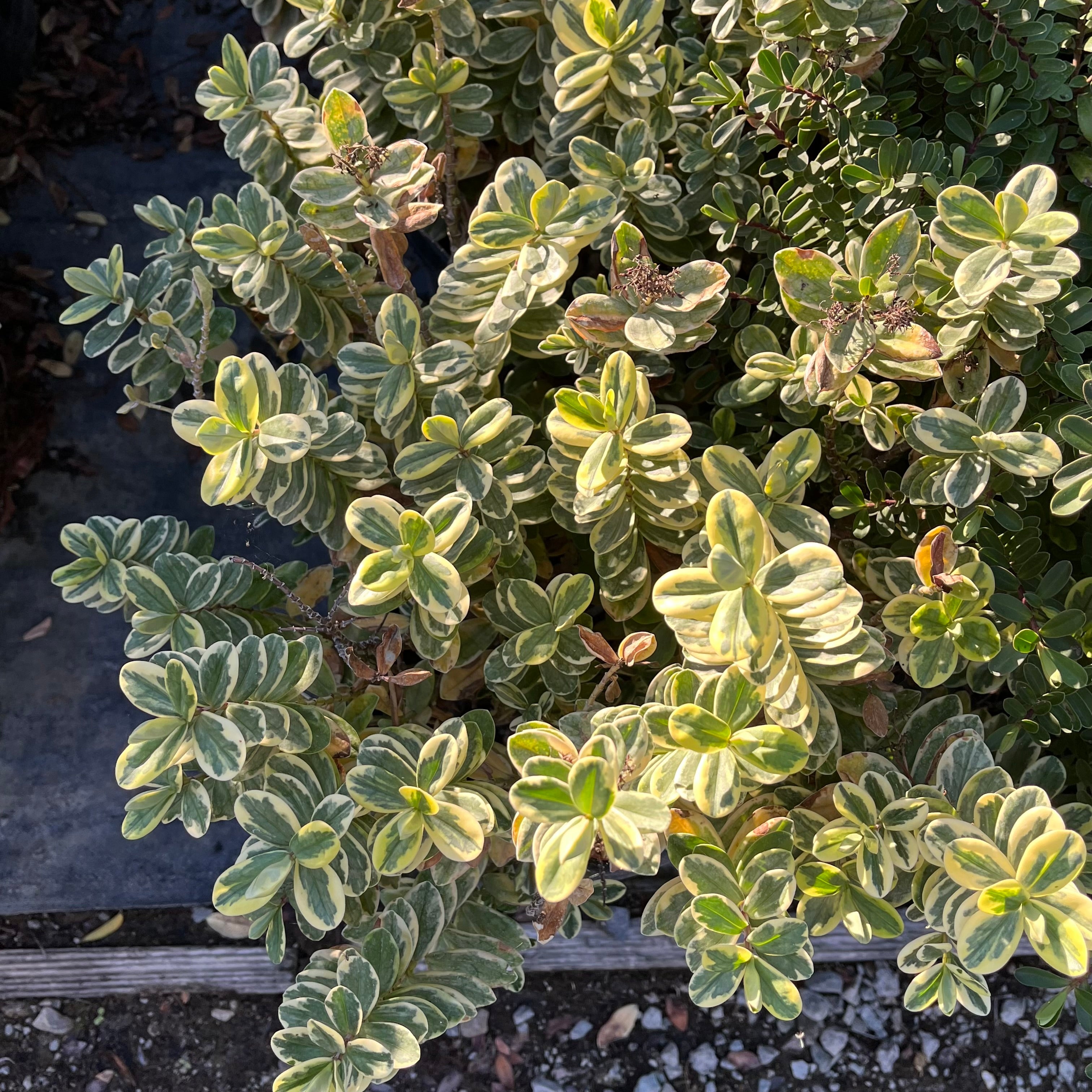 Variegata Hebe