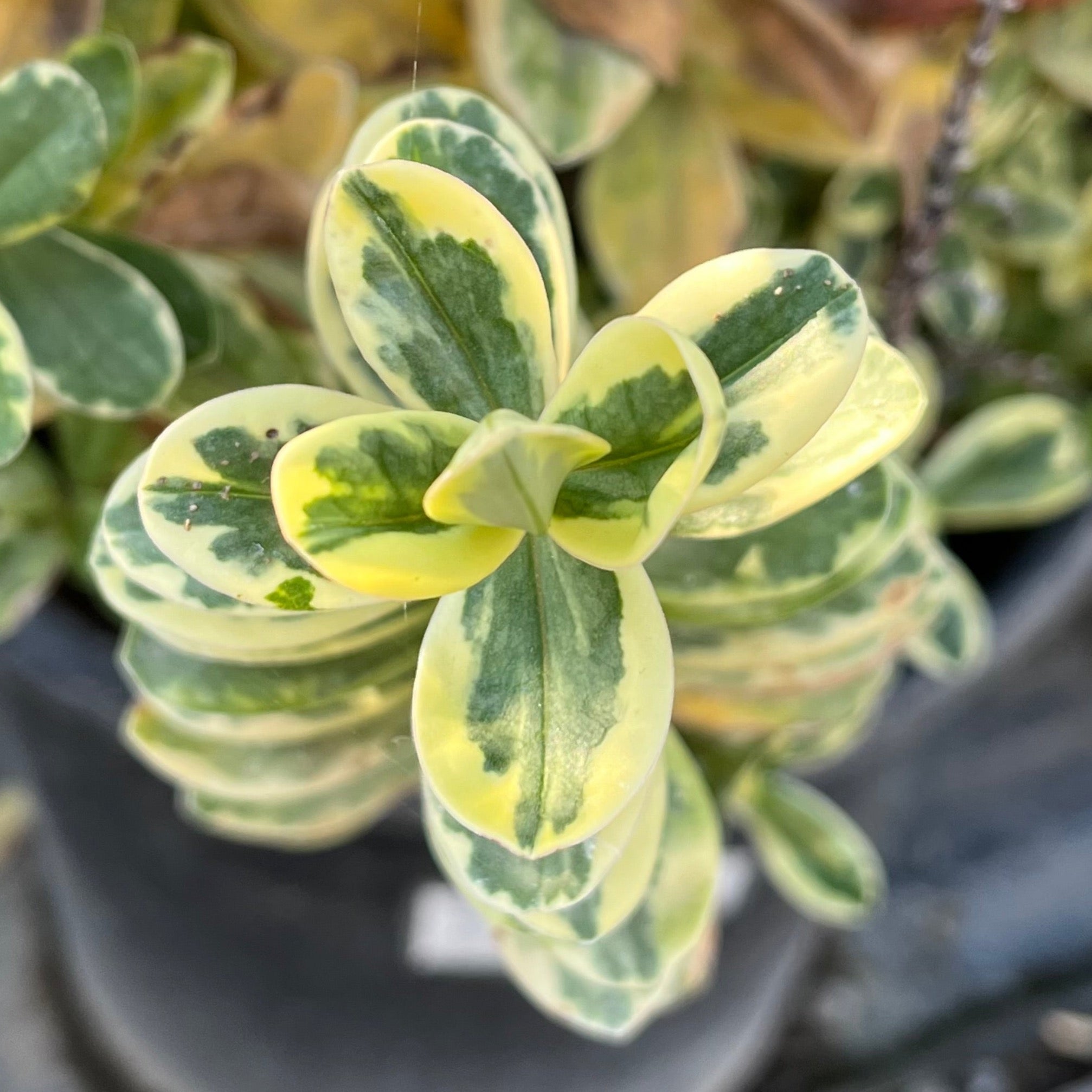 Variegata Hebe