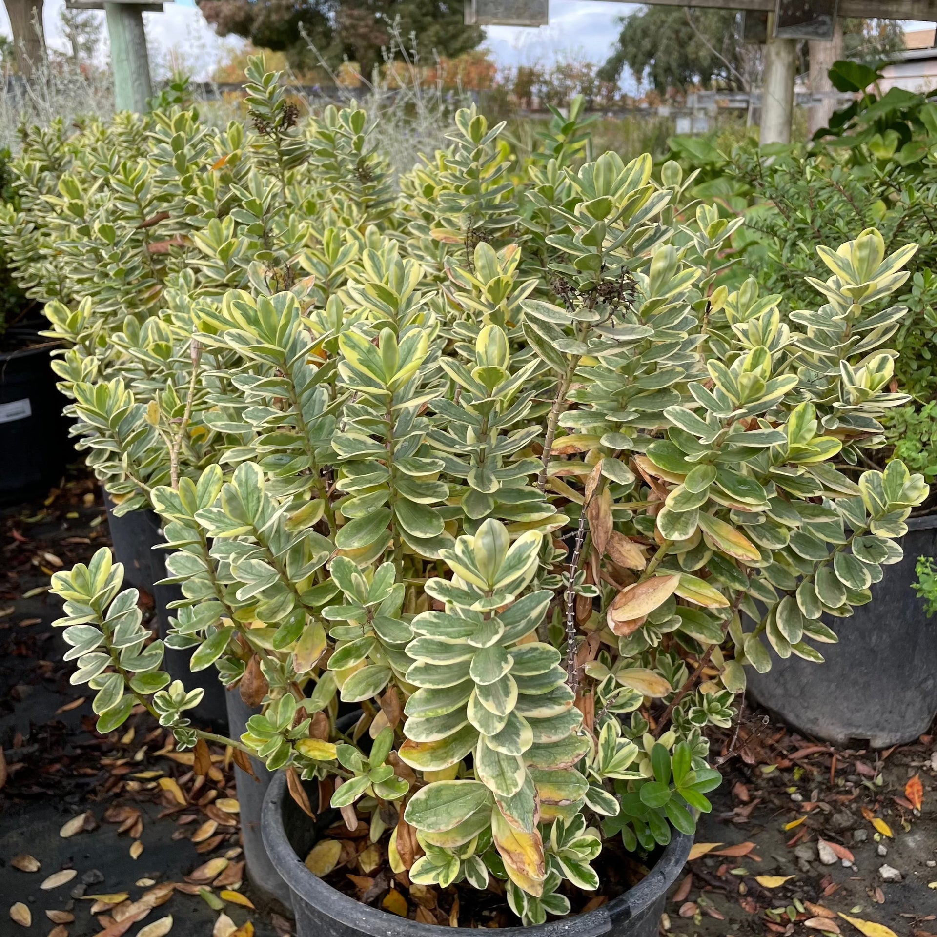 hebe indoor plant Variegata Hebe