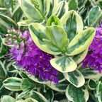 Variegata Hebe
