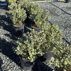 Variegata Hebe